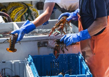 Maine Lobstes taze yakaladı 