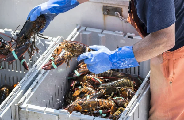 Bir balıkçı teknesi üzerinde sıralanmış olan taze ana ıstakoz