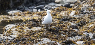 Bir rock faull yosun üzerinde martı duran