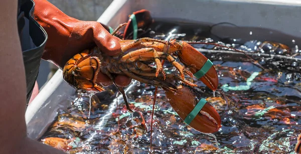 Pescador sosteniendo una langosta viva sobre un contenedor de langostas — Foto de Stock