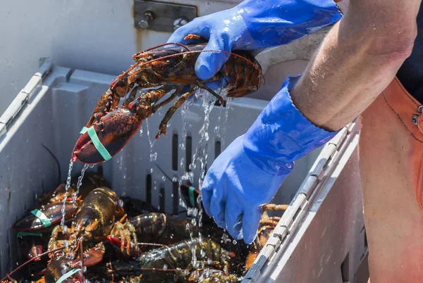 Water dripping off of a live lobster being held — Stock Photo, Image