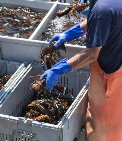 Live Maine lobsters transported on organized on a boat — Stock Photo, Image