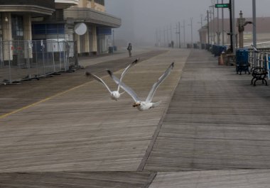 İki martılar Atlantik şehir Boardwalk kapalı inç uçan