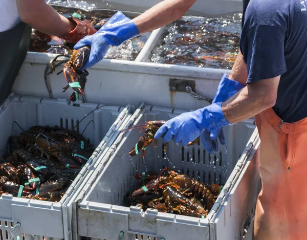Vive Maine Lobsters siendo clasificado por los pescadores — Foto de Stock