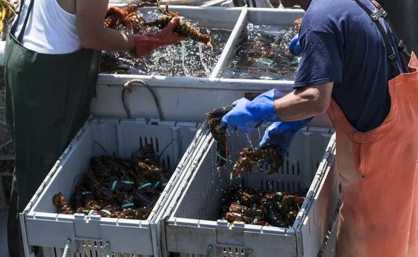 Two Fishermen Main Sorting Fresh Lobsters Caught Seperate Bins Size — Stock Photo, Image