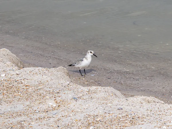 Pájaro de Tern en el borde del agua y la playa — Foto de Stock