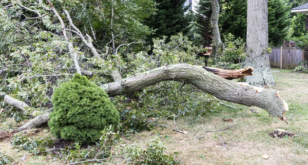 Ramas de árboles en el suelo que cayeron de la fuerza del huracán viento stor — Foto de Stock