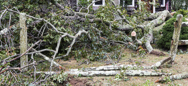 Large tree branches fall to the gound in front of residential ho
