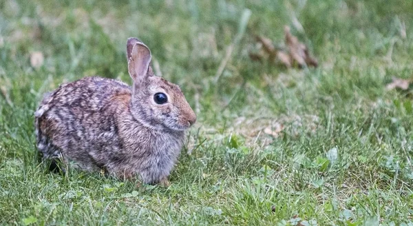 Кролик відпочиває в зеленій траві. — стокове фото