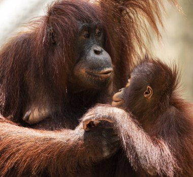Anne ve çocuk orangutan birbirlerine hayranlıkla bakarlar.