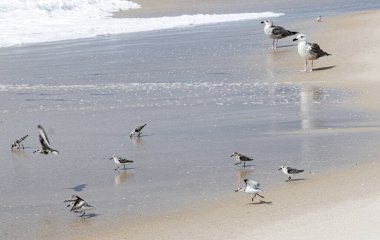 Martılar ve su arısı sürüsü kuşları yiyecek ararken okyanus suyu içeri ve dışarı akıyor..