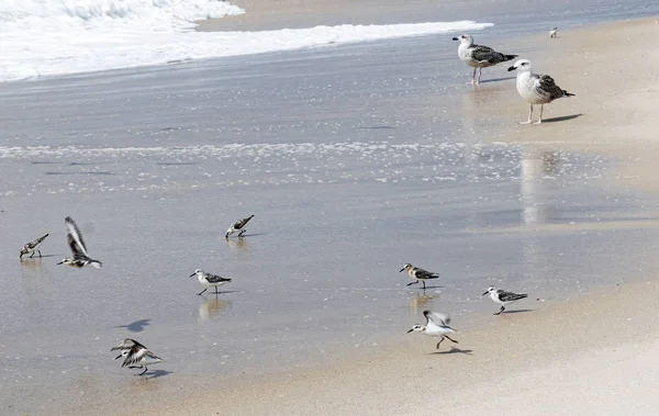 Gaivotas Aves Canalizadoras Procura Comida Enquanto Água Oceano Entra Sai — Fotografia de Stock