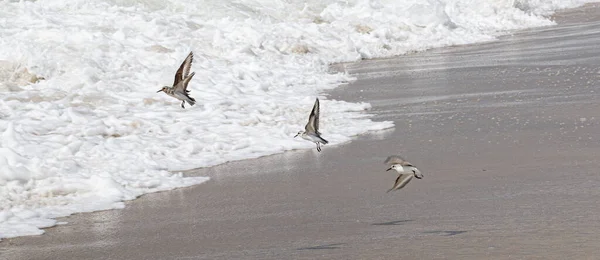 Piping plovers on Frie Island flying over the beach and ocean.