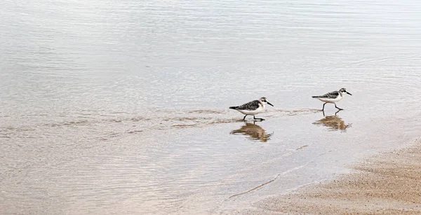 앞바다에 덩이에서 먹이를 걸어다니는 물떼새들 — 스톡 사진