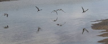 Sahilde suyun üzerinde yüzen beş su küreyicisi sudaki yansımalarıyla..