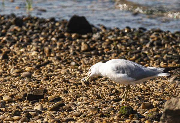 Mås Står Stenig Strand Nära Vattnet Med Mussla Näbben — Stockfoto