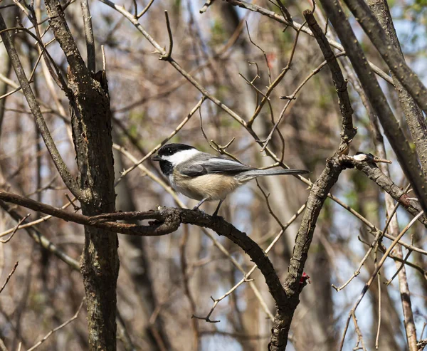 One black-capped chickadee is perched on a branch in the woods.
