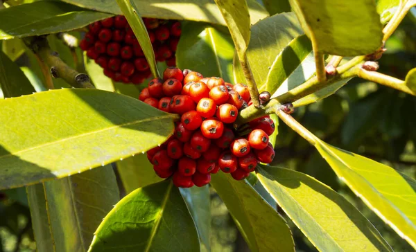 Árbol Acebo Híbrido Con Racimos Bayas Pimienta Roja Cerca —  Fotos de Stock