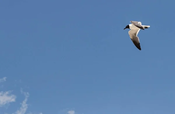 Una Gaviota Sonriente Volando Cielo Azul Parte Superior Derecha Imagen —  Fotos de Stock