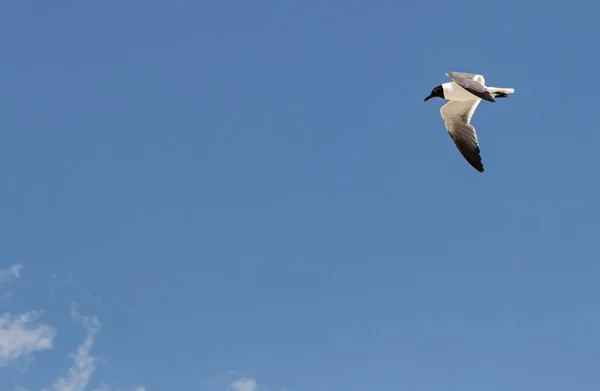 Gabbiano Ridente Che Vola Cielo Blu Alto Destra Della Foto — Foto Stock