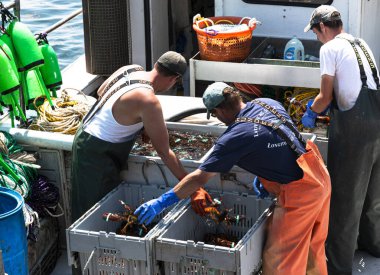 Vinalhaven, Maine, ABD - 4 Ağustos 2017: Istakoz balıkçıları taze yakalanan ıstakozları ayrı ayrı kutulara koyup pazarda satıyorlar.