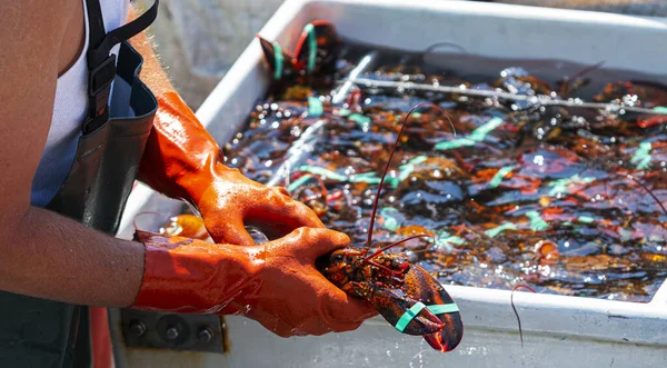 Langosta Maine Vivo Está Manos Pescadores Como Pescador Clasifica Los — Foto de Stock