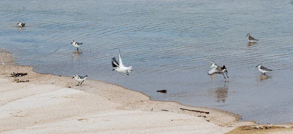 Canalização Plovers Andando Voando Borda Água Praia — Fotografia de Stock