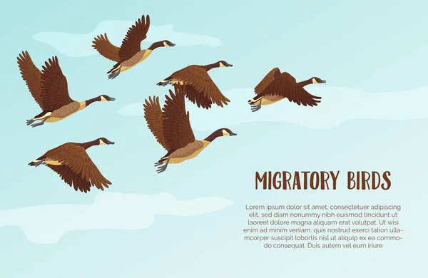 Aves migratórias fundo com texto — Vetor de Stock
