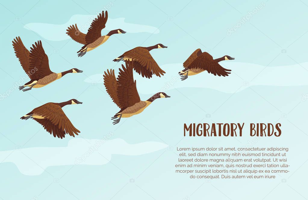 Migratory birds background with text