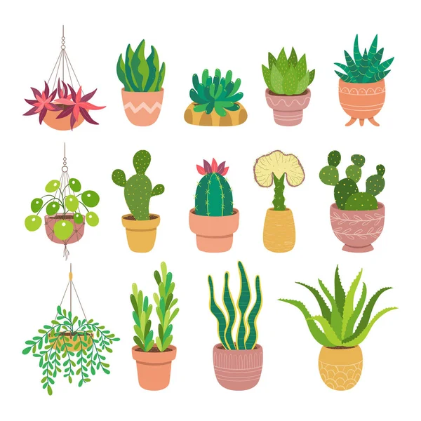 Insamling Suckulenter Och Kaktus Isolerad Vit Bakgrund Uppsättning Dekorativa Växter — Stock vektor