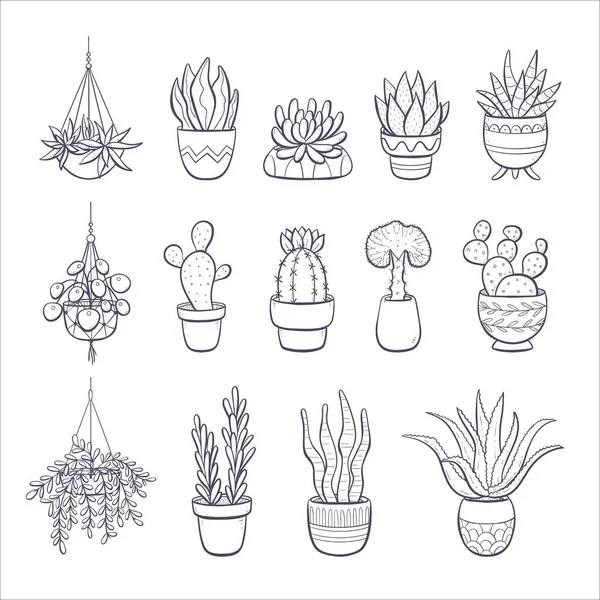 Raccolta Succulente Cactus Disegnati Mano Isolati Fondo Bianco Set Piante — Vettoriale Stock