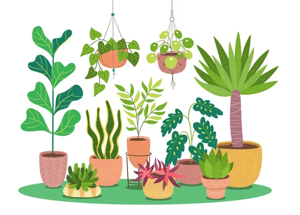 Plantes Intérieur Décoratives Poussant Pot Illustration Vectorielle Isolée Sur Fond — Image vectorielle