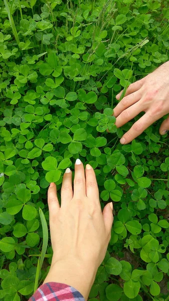 Mãos masculinas e femininas em busca de folhas de trevo sortudas em um campo de trevo na floresta — Fotografia de Stock