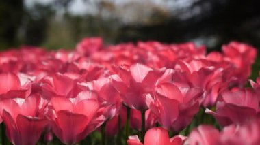 Pembe Lale vınlamak dışarı