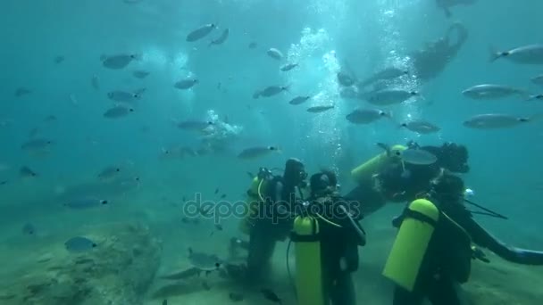 Plongeurs et poissons — Video