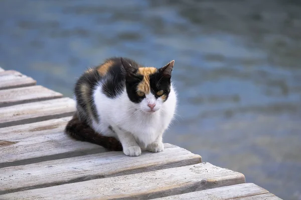 Милий кіт кольорові Multi є сидить на A дерев'яний причал — стокове фото