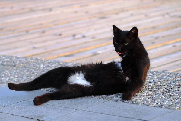 Roliga och konstiga katt är ser ut som bär Bikini — Stockfoto