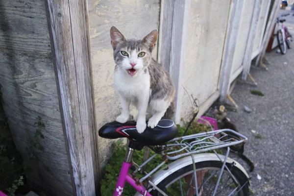 Милый бродячий кот сидит на велосипеде — стоковое фото