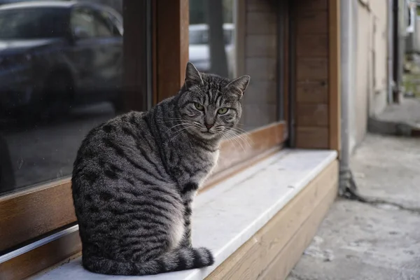 Hermoso Gato Canoso Estaba Sentado Frente Una Ventana Calle Mirando —  Fotos de Stock