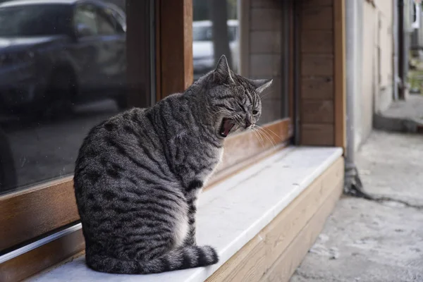 Güzel bir gri tekir kedi Street bir pencerenin önünde oturan ve esneme.