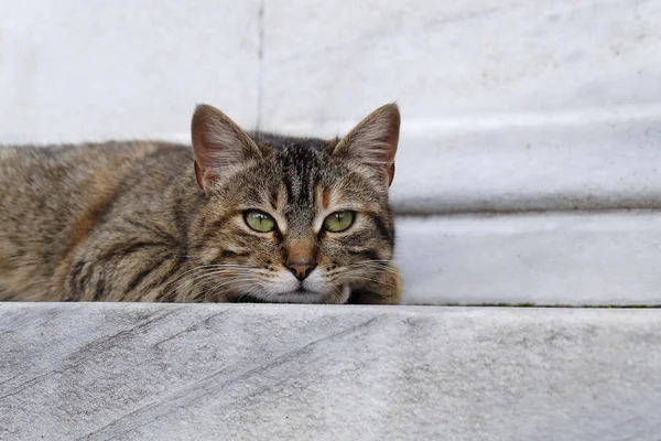 대리석 바닥에 귀여운 고양이 고양이 — 스톡 사진