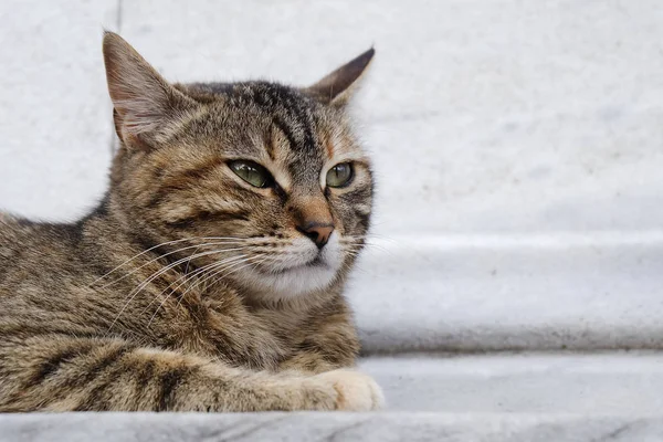 Lindo Gato Tabby Está Descansando Suelo Mármol —  Fotos de Stock