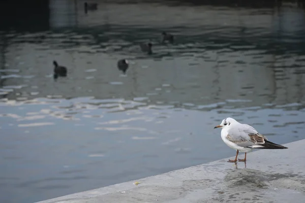 Genç martı Istanbul denizde üzerinde ortak bazı yaban ördeği izliyor