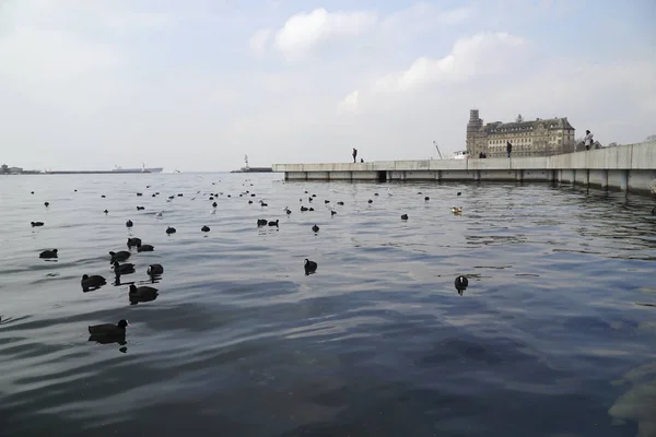Ortak yaban ördeği denizde yüzüyor. Haydarpaşa tren Gar Binası arka plan görünür.