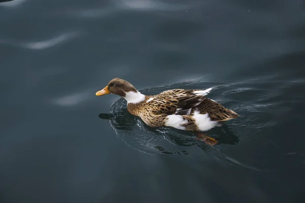 Cute duck is swimming at the sea alone.