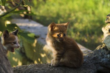 Bir aylık yavru kediler bahçedeler ve gün batımının sıcacık ışıklarıyla aydınlatılıyorlar. Işık kedinin korneasına düşer ve yüzünde ilginç bir iz bırakır..