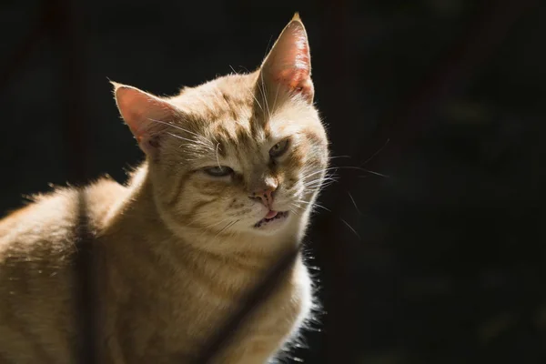 Ginger Tomcat Shadows Looks Pirate Cat — 스톡 사진