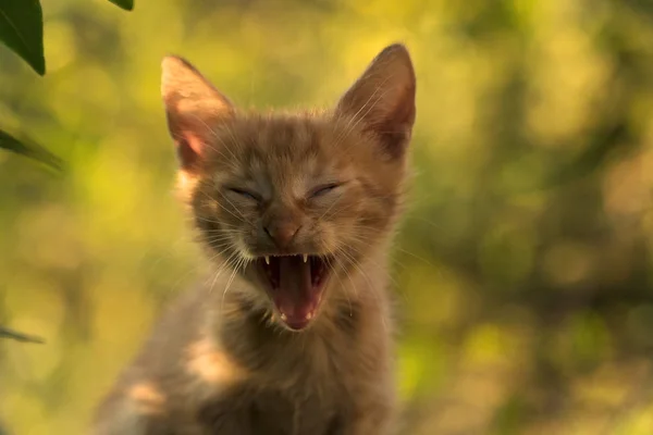 Månad Gammal Liten Ingefära Kattunge Gäspar Trädgården Och Upplyst Med — Stockfoto