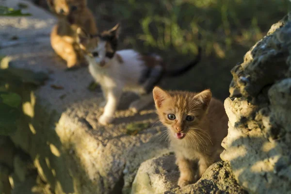 Pequeños Gatitos Mes Edad Están Pared Del Jardín Iluminados Con —  Fotos de Stock