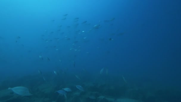 Школа Голубых Рыб Плавает Чистом Море Средиземного Моря — стоковое видео